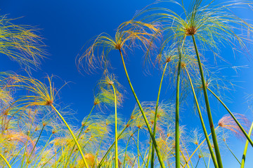 Papyrus plant, Okavango Delta, Botswana, Africa