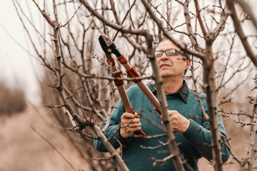 Hardworking mature adult Caucasian fruit grower in jumper pruning fruit tree at spring.