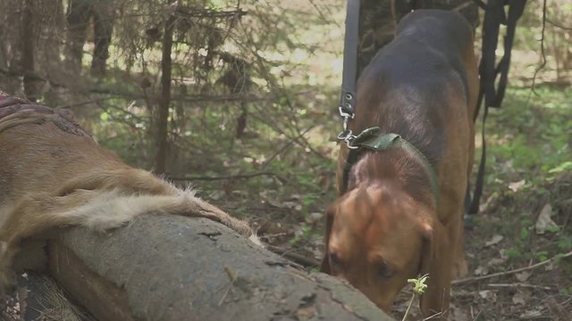 Following a hunting dog on the trail of an animal. dog on the hunt