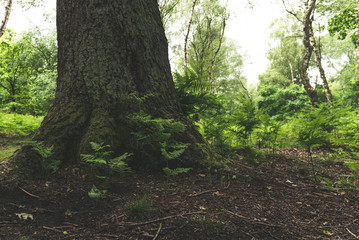 Large tree trunk in the forest