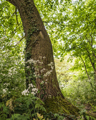 Old tree trunk in the deep forest