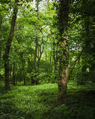 Fototapeta na wymiar Lush green forest in the sun