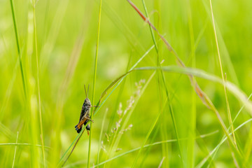 beetle on grass
