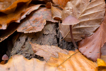 Autumn in the forest