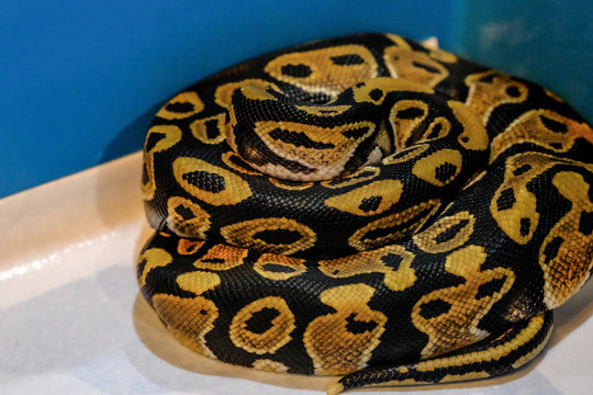 ball python on a brown wood color.Purple Albino Ball Python on white background.