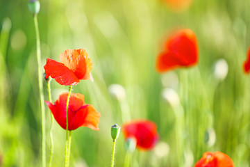 Beautiful red poppy flowers in green field