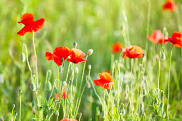 Beautiful red poppy flowers in green field