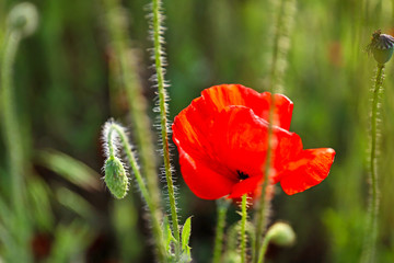 Beautiful red poppy flower in field