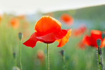 Fototapeta na wymiar Beautiful red poppy flowers in field