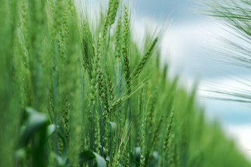 Fototapeta na wymiar Barley crop plantation