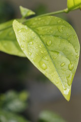 green leaf with water drops