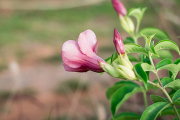 Purple allamanda flower