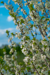 branch of a tree in spring