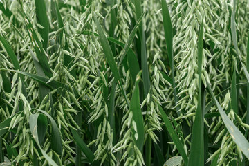 Green organic oat crop plantation field