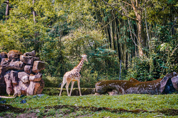 Giraffe in the forest