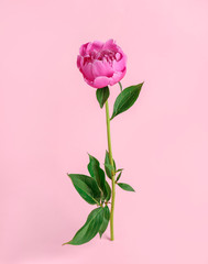 Beautiful peony flower on color background