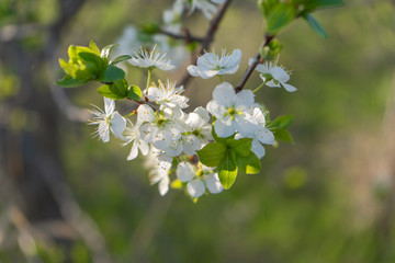 white flowers of a tree