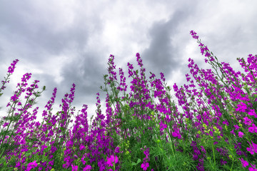 Obraz na płótnie Canvas Purple weed wildflower, low angle