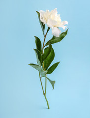 Beautiful peony flower on color background
