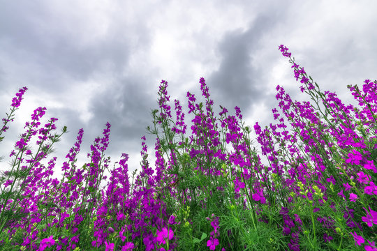 Purple Weed Wildflower, Low Angle