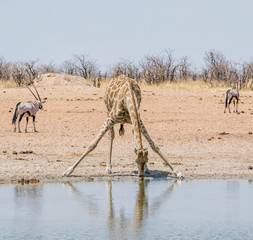 Giraffe Drinking