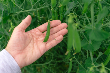 Farmer examining green pea pods in organic garden