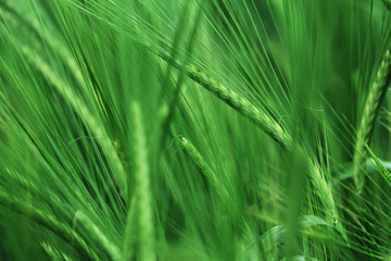 Green ears of barley