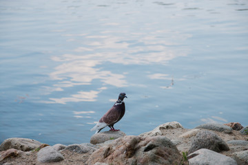 the dove on the peaceful banks of the reservoir, near are large oval dark rocks and sprouting grass