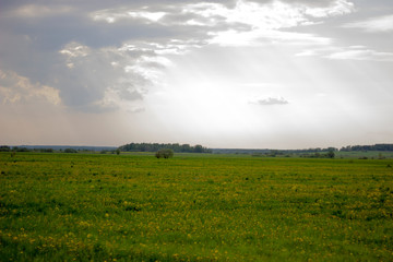 green meadow and sunlight