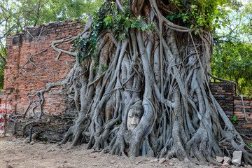 Buddha head in tree root in Mahathat temple. The famous temple Ayutthaya Thailand.