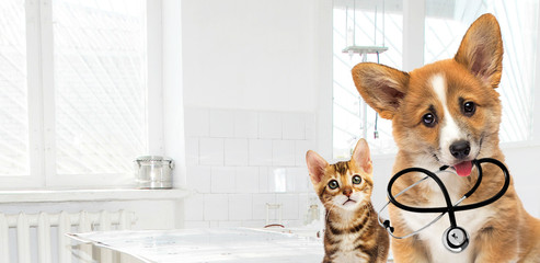 dog and cat look ahead in a veterinary clinic