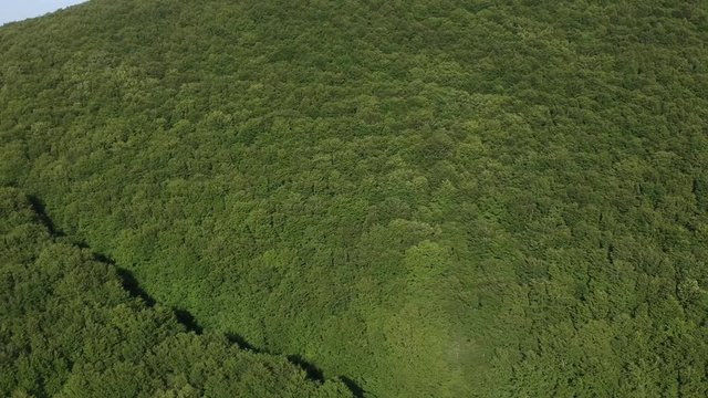 Veduta aerea di un bosco verde di castagni in estate