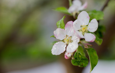 flowers of an apple tree