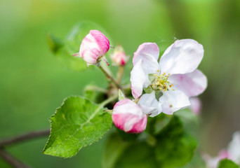 Fototapeta na wymiar pink flowers of a tree