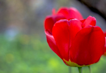 red tulip