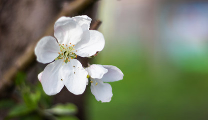 white flowers of apple tree1