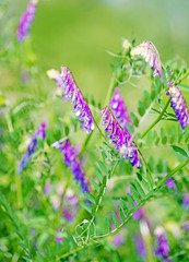Blühende Vogel-Wicke, Vicia cracca