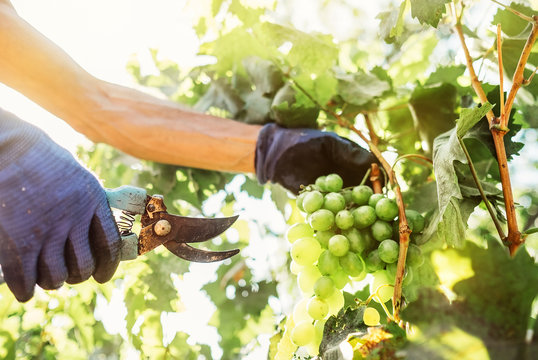 Close up image hands with scissors cutting a grape bunches. Vintage time working people concept image