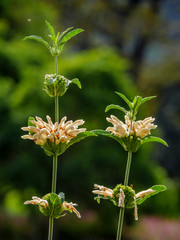 Wild dagga or lion's tail (Leonotis leonurus var. albiflora) flower. Cape Town. Western Cape. South Africa