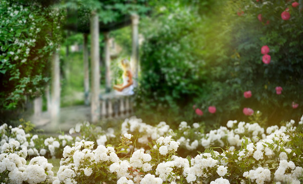 Old Ruined Gazebo In The Thickets Of Blooming Jasmine And Fluffy Bloom Of White Roses. .  Silhouette Of A Girl With A Book In The Gazebo.