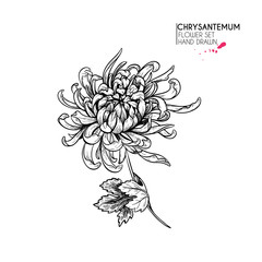 Hand drawn autumn flowers. Chrysantemum flower.Vintage engraved art. Botanical illustration. Good for flower shop, Halloween decoration, tattoo, package design, floristic bouquet.