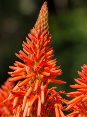 Krantz aloe (Aloe arborescens). Cape Town. Western Cape. South Africa
