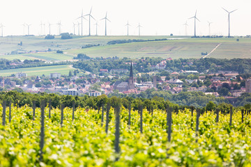 Rheinhessen Landschaft