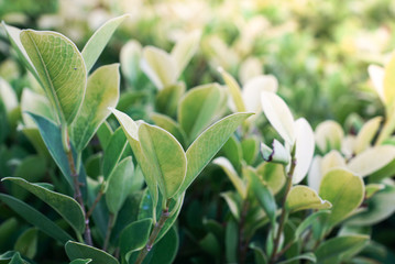 Lofty Fig or Ficus altissima Blume is a large tree. Brownish-bark boughs scattered around thick, round bushes.