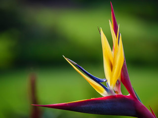 Crane flower (Strelitzia juncea). Cape Town. Western Cape. South Africa