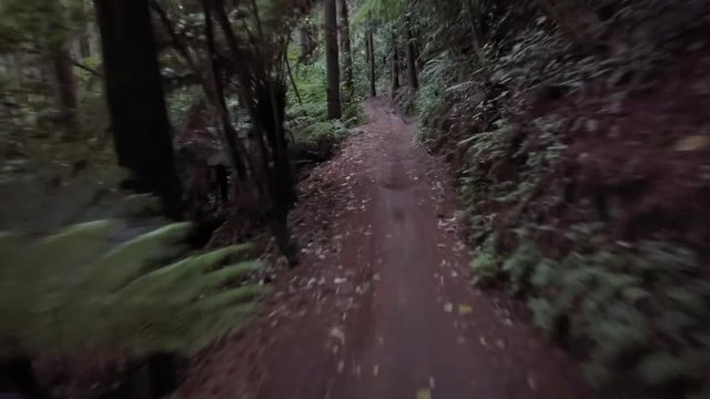Riding at speed on trails through Rotorua forest in New Zealand. Shot in first person perspective with stabilised video.