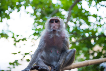 Adult macaque monkey sitting on bamboo railing among green trees