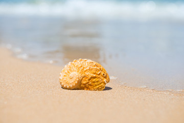Fototapeta na wymiar Orange sea shell on sand beach. Closeup view, can be used as summer vacation background