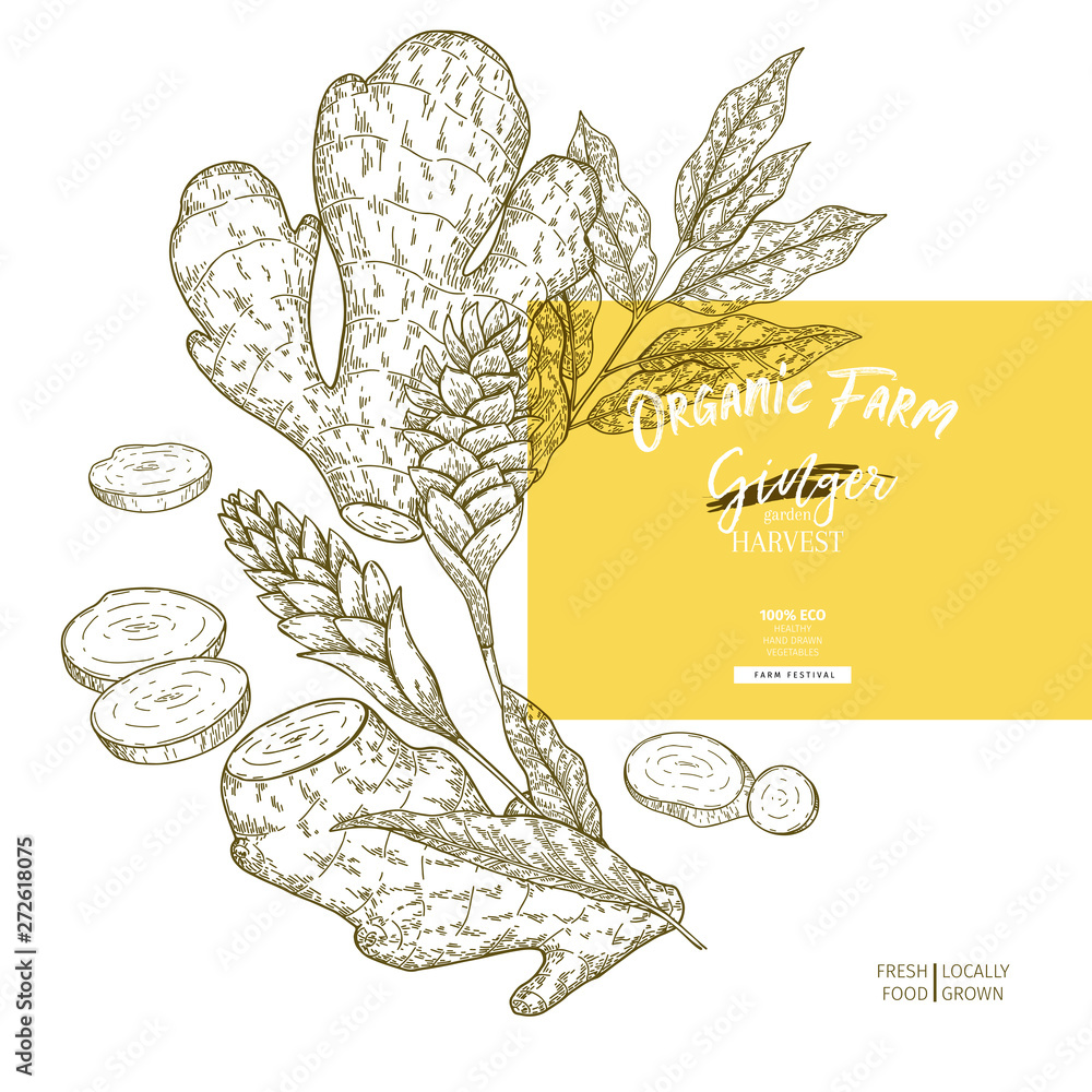 Wall mural Hand drawn ginger root and leaves. Engraved colored vector banner. Food condiment package design temoplate. Food ingredient, aromatherapy, cooking. For cosmetic, medicinal herb, treating, healthcare.