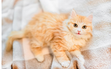 little kitten looks into the camera, kitten fluffy,red on a uniform background